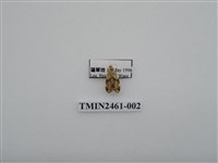 藏品(兩點雲苔蛾)的圖片